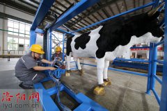 河南洛阳：一家企业研发出自动挤奶机器人